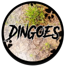 Dingoes 2024 s1 preseason